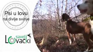 Psi U Lovu Na Divlje Svinje - Lovački Saveti