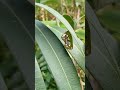 pupa | Eupolea core butterfly