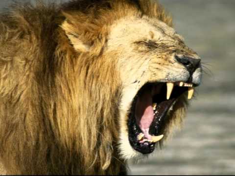 the roaring lion charles spurgeon sermons youtube