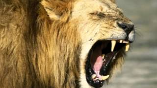 Charles Spurgeon Sermon - The Roaring Lion