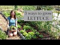 3 ways to grow lettuce for harvesting year round