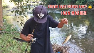 Mancing ikan disungai pakai umpan buah kelapa sawit???