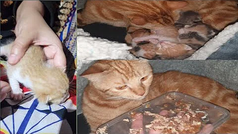 Video 2050011: american shorthair cat kitten, cute american shorthair kittens, breed american