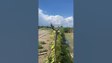 ❤️ ( Đã Bán ) Đất Cần Giuộc / Siêu Rẻ Giá Như Đất Lúa 1000m2 Đất Vườn Mặt Tiền Đường Nhựa 6m