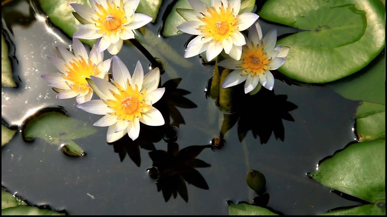 Hd 睡蓮sleeping Lotus Blossoming 2 Youtube