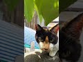 蒲田の方にいた三毛猫さん。 #cat #三毛猫 #cute #ねこ