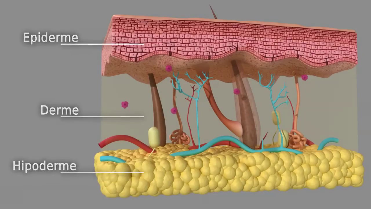 Camadas da pele YouTube Camadas da pele YouTube