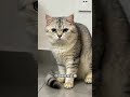 katze