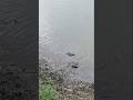 dkho dost 🐠kitna accha lagta ak sath me#hindugreeting #shortvideo