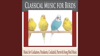 Fur Elise (Music for Birds) - Steven Current
