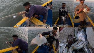 :  ,     | Rawas, Pomfret and stingray Fishing #mahimkoliwada