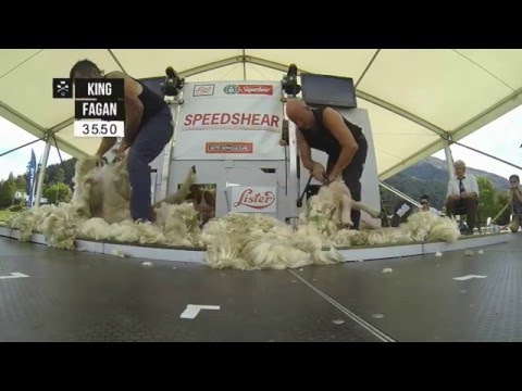 Video: Convocatoria De Ewe-turn En 'Running Of The Sheep' De N.Z