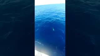 🎣 Epic Mahi Catch off Andros Island, Bahamas | Taino-Viking Fishing Adventure 🌊🇧🇸