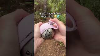 This has been the best addition to our walks 🐶🐾 #dog #dogshorts