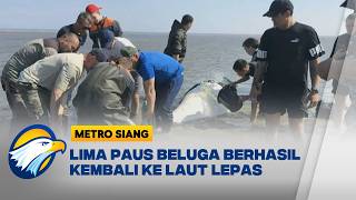 Lima Paus Beluga Terdampar di Rusia Diselamatkan Warga Secara Dramatis - [Metro Siang]