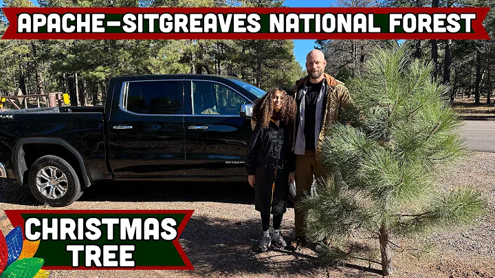 How to Cut Your Own Christmas Tree in the Apache-Sitgreaves National Forest (Permit Guide)