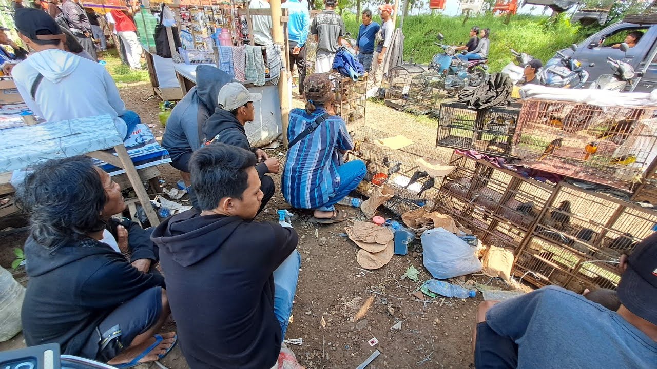 🔴PASAR BURUNG CIAWI  GEBANG LANGSUNG DARI PETANI BOS HARGA MIRING‼️