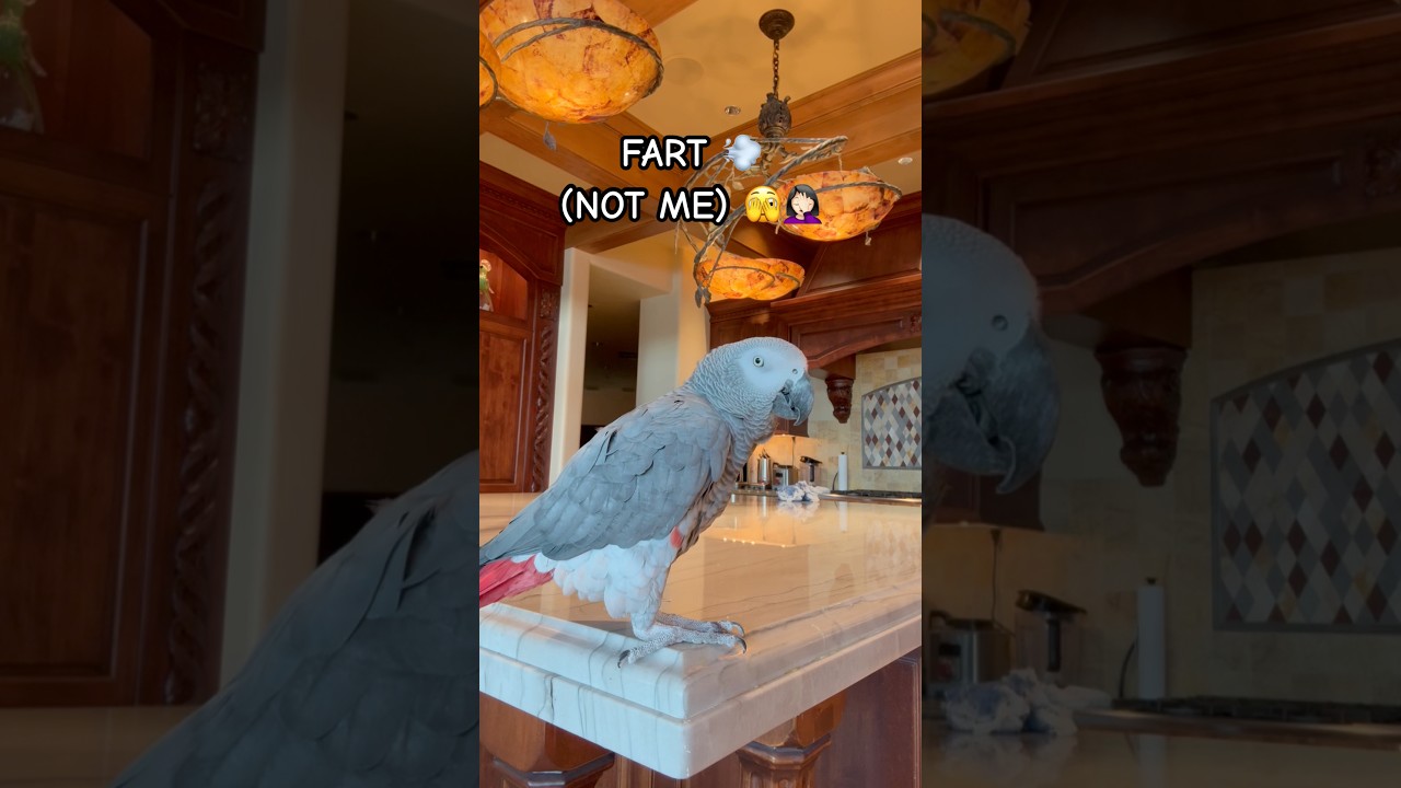 I started recording my parrot and walked away… 😂🤦🏻‍♀️ 