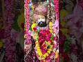 #अजमल# जी #वीरा #रामदेव #जी #सॉन्ग🚩✨🦚...