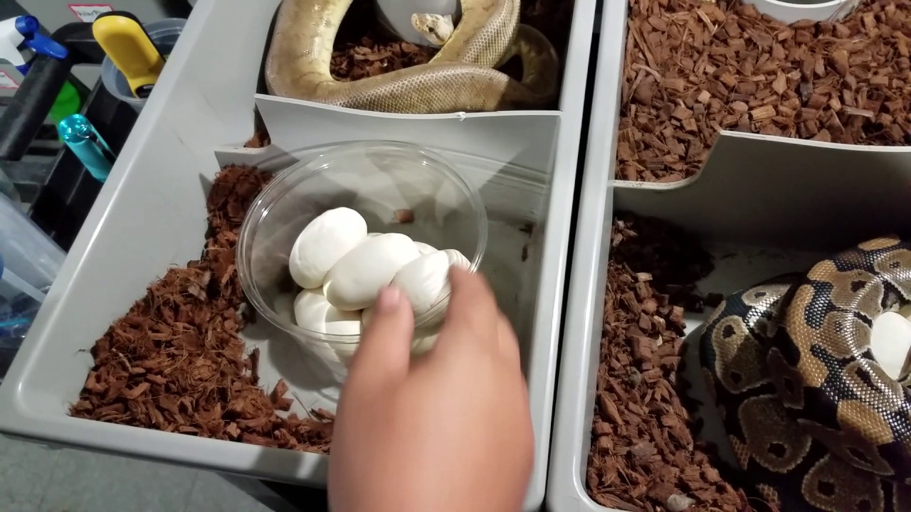 pikachu pokemon Ball clutches #25 and 26. Last clutches of the season!