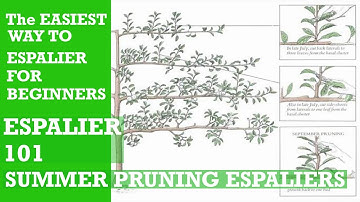 HOW TO ESPALIER.EASY ESPALIER DIY. Espalier Fruit Trees. HOW TO SUMMER PRUNE Espalier Trees