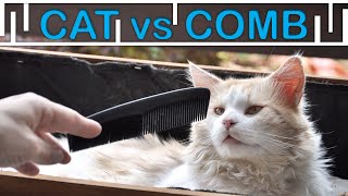 Cats gag reflex to comb/Maine Coon Iggy by Maine Coon Iggy 242 views 2 years ago 1 minute, 33 seconds