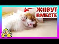 У нас НОВАЯ ПТИЧКА / Хомки Буба и Стеша (ПСЕША), Японские Мышки и котик Вася / Alisa Easy Pets