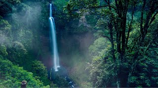 Bird and water singing, calm the heart, Instant Relief from Stress and Anxiety, eliminate depression