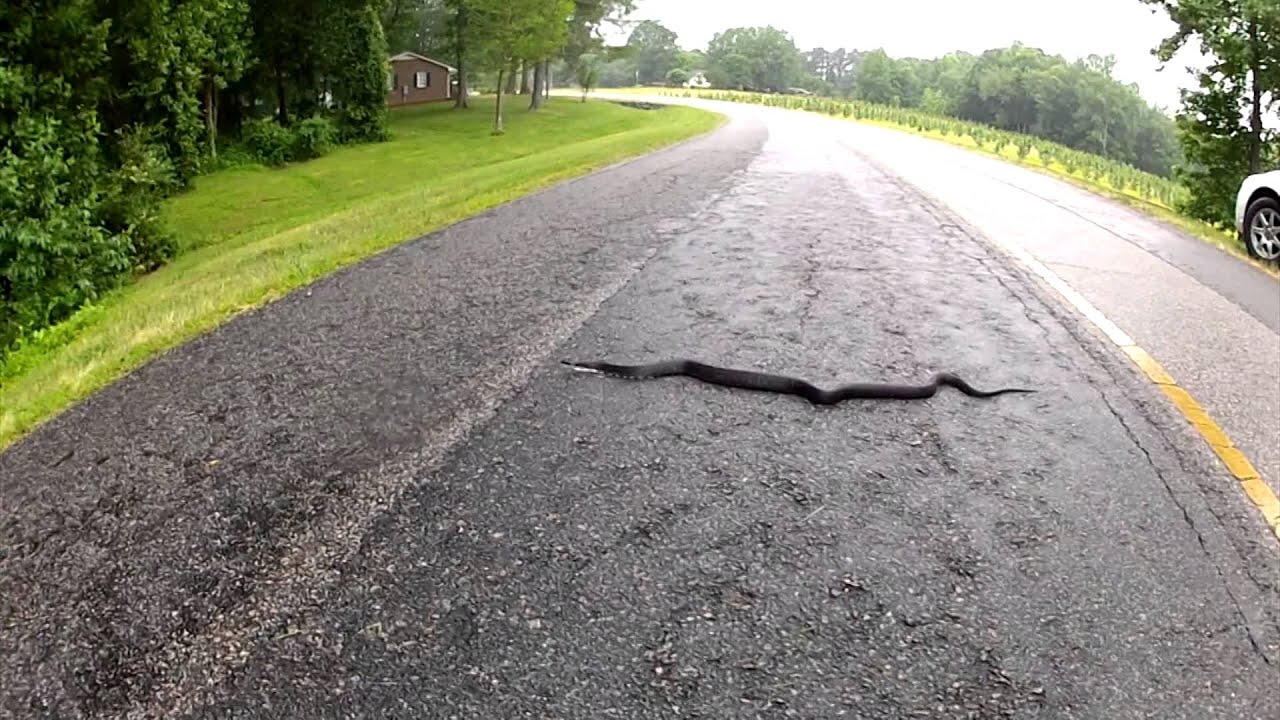 camera iphone 8 plus apk Black Rat Snake in Road