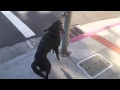 San Jose Dog Training Service Dogs 408-455-1503 San Jose Dog Training Service Dogs 408-455-1503