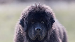 Ньюфаундленд. ZooPLace.Ru Ньюфаундленд. ZooPLace.Ru