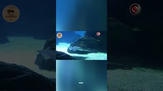 Stingray How Dangerous Is It to Tickle #orbit  #sindhlivestocktvorbit #shorts #animals