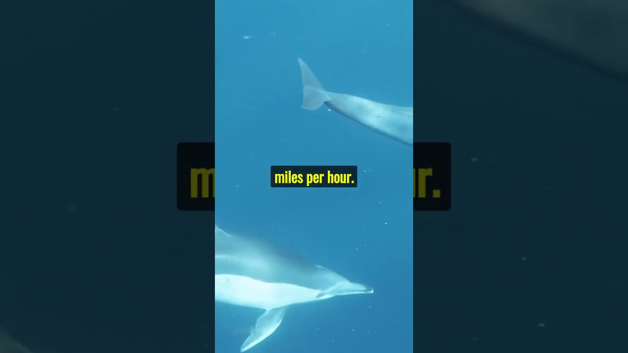 Discovering The Secret Lives Of Dolphins 10 Incredible Facts You Didn T Know 
