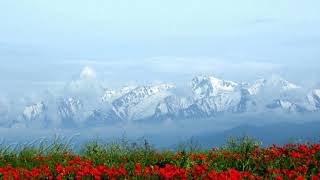 Горные Цветы Кыргызстана. (Mountain Flowers Of Kyrgyzstan)