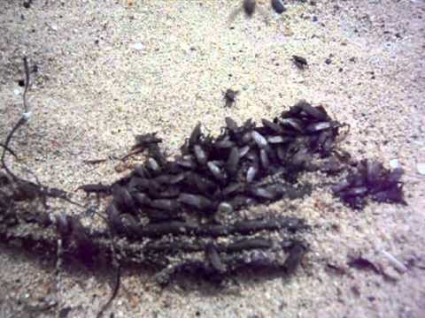 what do sand flies look like what do sand flies look like