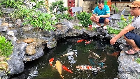 Thời Tiết Gây Bệnh Nhiễm Khuẩn Nấm Cho Cá  koi, Cách Sửa Lý Ra Sao Các Bạn