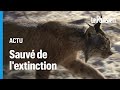 Le lynx sauv de lextinction grce  un programme dlevage en captivit