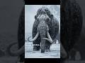 Woolly mammoth : The ice Age giant that might return🦣👁️ #woollymammoth #iceagegiants #mammoth