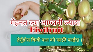 यति धेरै फाईदा छ किवी फलको अनि यसको खेती किन नगर्ने ⁉️ | 10 Benefits of Kiwifruit | ✅ Kiwi