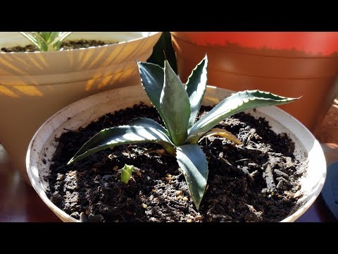 Growing Century Plant from Seeds, Days 761-777