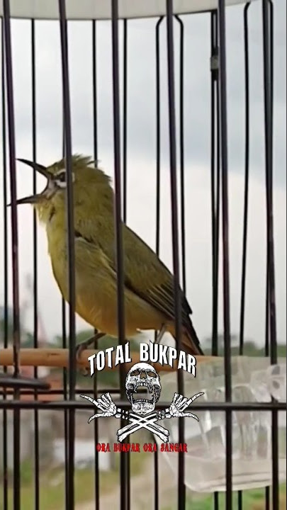 PLECI NGEBREN CIBLEK‼️ #totalbukpar #kicaumania