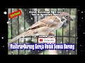 Suara Masteran Burung Gereja Cocok Untuk Semua Jenis Burung Kicauan Mp3 - Mp4 Download