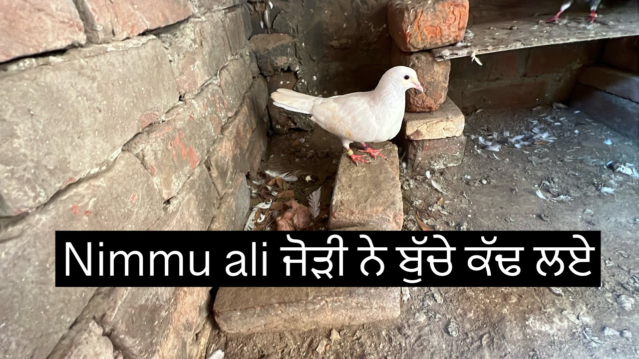 Nimmu ਆਲੀ ਜੋੜੀ ਨੇ ਵੀ ਬੁੱਚੇ ਕੱਢ ਲਏ 🕊️॥ ਨਾਲੇ ਦੂਸਰੇ ਬੁੱਚੇ ਵੀ ਛੱਤਰੀ ਤੇ ਬੈਠੇ 🕊️॥ ਦੋਖੇ ਵਿਡਿਉ 🙏🏻॥ 