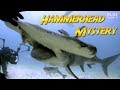 Hammerhead Shark Mystery | JONATHAN BIRD'S BLUE WORLD