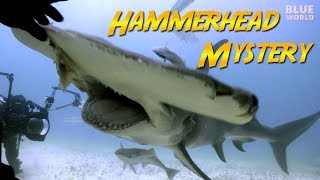 Hammerhead Shark Mystery | JONATHAN BIRD'S BLUE WORLD