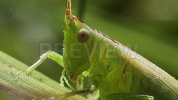 Grasshopper Stock Video