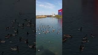 Coney island creek