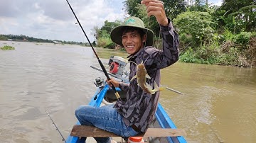 Câu Cá Lăng Sông Chỉ Cần Thả Mồi Chỗ Nào Cũng Dính Cá.