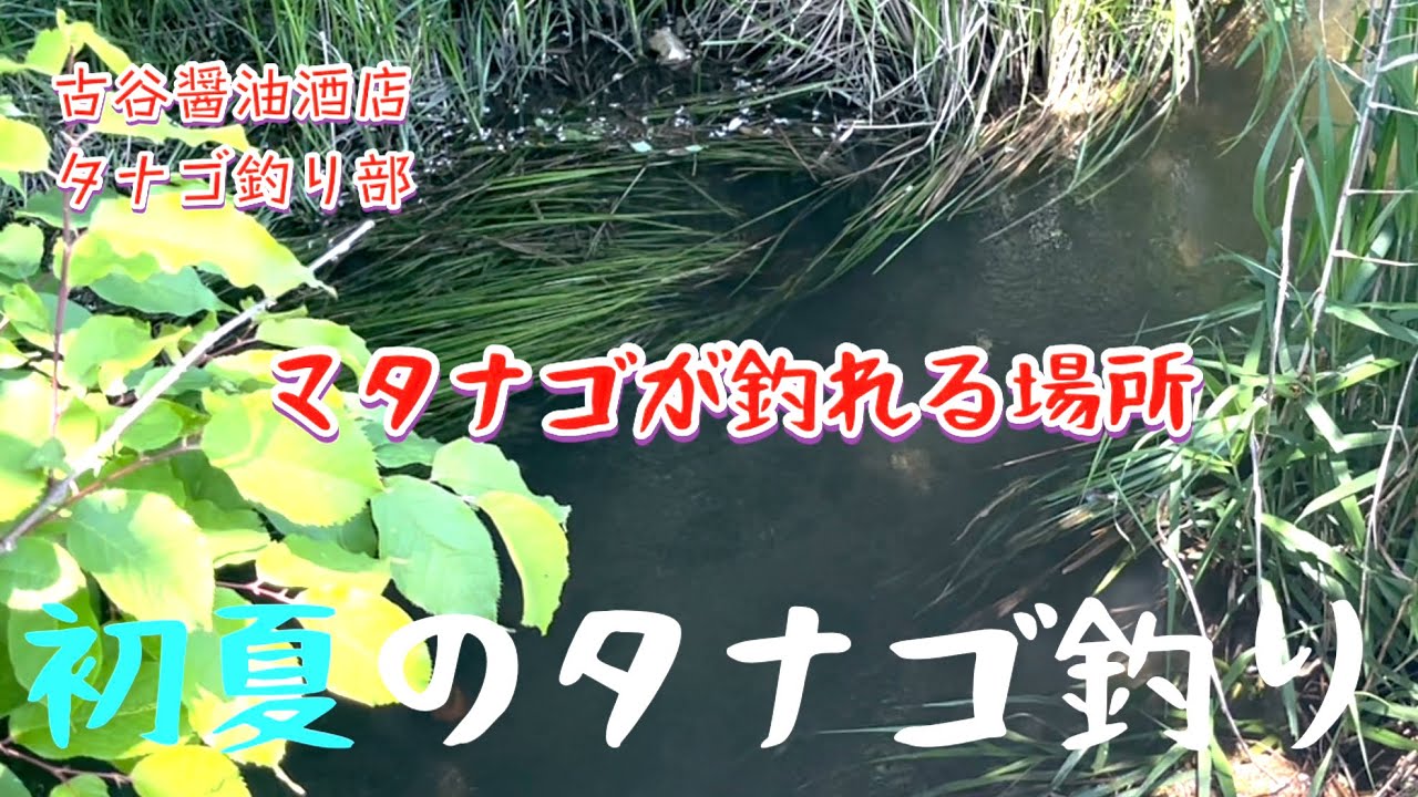 初夏のタナゴ釣り（北関東某所） - YouTube