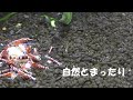 ビーシュリンプのエサやり（ゼウスシュリンプ　エンペラー）Zeus Shrimp